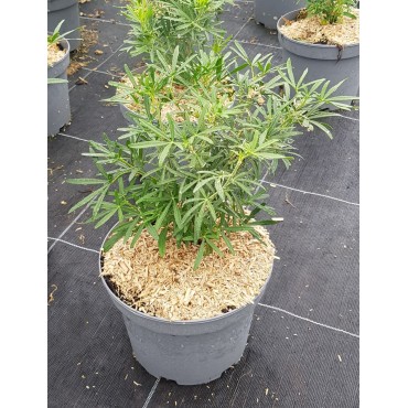 Choisya ternata SCENTED GEM® 'Lissbrid' / Oranger du Mexique / Conteneur de 3 à 4 litres