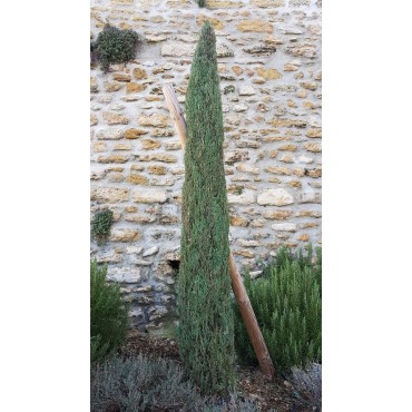 Cupressus sempervirens 'Stricta' / Cyprès d'Italie / Conteneur de 3 à 4 litres