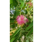 Albizia julibrissin OMBRELLA® 'Boubri' / Arbre à soie à fleurs rose / Conteneur de 3 à 4 litres 