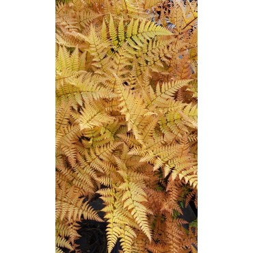Dryopteris erythrosora 'Prolifica' / Fougère rose cuivré / Conteneur de 3 à 4 litres