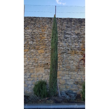Cupressus sempervirens 'Totem' / Cyprès d'Italie compact / Conteneur de 3 à 4 litres