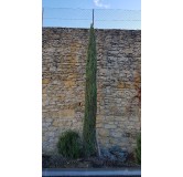 Cupressus sempervirens 'Totem' / Cyprès d'Italie compact / Conteneur de 3 à 4 litres