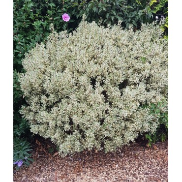 Rhamnus alaternus 'Argenteovariegata' / Alaterne panaché / Conteneur de 3 à 4 litres