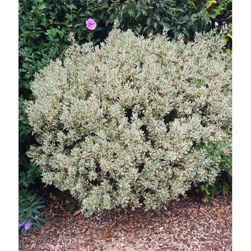 Rhamnus alaternus 'Argenteovariegata' / Alaterne panaché / Conteneur de 3 à 4 litres Rhamnus alaternus 'Argenteovariegata' / Alaterne panaché / Conteneur de 3 à 4 litres