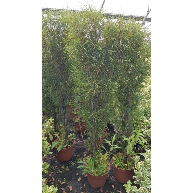 Rhamnus frangula FINE LINE® 'Ron Williams' / Bourdaine / Conteneur de 7 à 10 litres Rhamnus frangula FINE LINE® 'Ron Williams' / Bourdaine / Conteneur de 7 à 10 litres