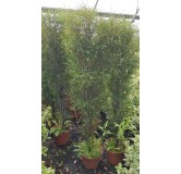 Rhamnus frangula FINE LINE® 'Ron Williams' / Bourdaine / Conteneur de 7 à 10 litres