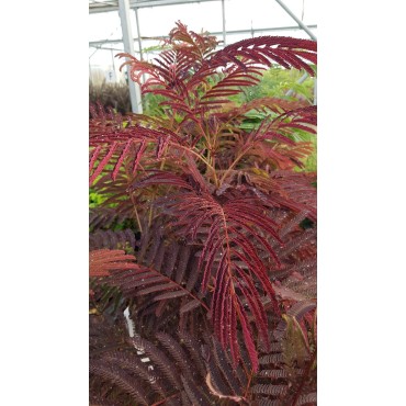 Albizia julibrissin 'Summer Chocolate'® / Arbre à soie poupre / Conteneur de 3 à 4 litres / Baliveau