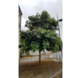 Albizia julibrissin 'Rouge Selection' / Arbre à soie à fleurs rouge / Conteneur de 3 à 4 litres / Baliveau