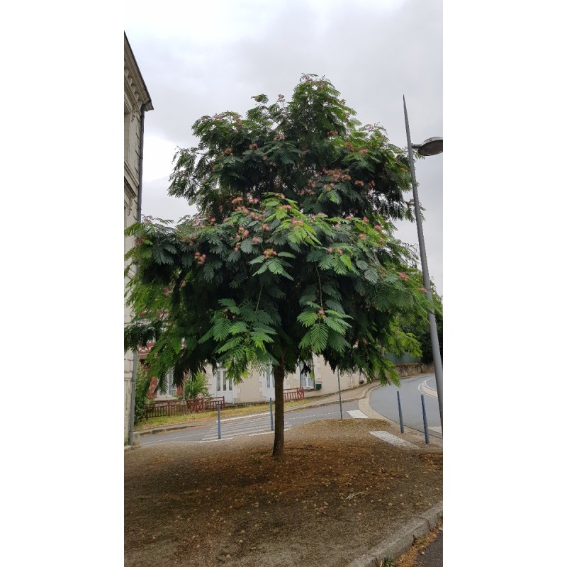 Albizia julibrissin 'Rouge Selection' / Arbre à soie à fleurs rouge / Conteneur de 7 à 10 litres / Baliveau Albizia julibrissin 'Rouge Selection' / Arbre à soie à fleurs rouge / Conteneur de 7 à 10 litres / Baliveau