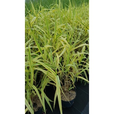 Arundo donax 'Aureovariegata' / Canne de Provence jaune / Conteneur de 3 à 4 litres