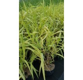 Arundo donax 'Aureovariegata' / Canne de Provence jaune / Conteneur de 3 à 4 litres