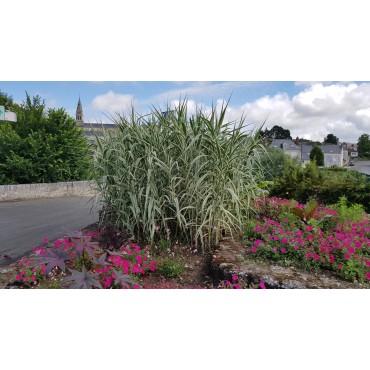 Arundo donax 'Variegata' / Canne de Provence panaché / Conteneur de 7 à 10 litres