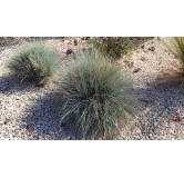 Festuca glauca 'Elijah Blue' / Fétuque Bleu / Conteneur de 3 à 4 litres / Graminée
