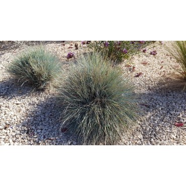 Festuca glauca 'Elijah Blue' / Fétuque Bleu / Conteneur de 7 à 10 litres / Graminée
