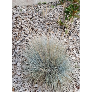 Festuca glauca 'Festina Blue' / Fétuque Bleu / Conteneur de 2 à 2.9 litres / Graminée