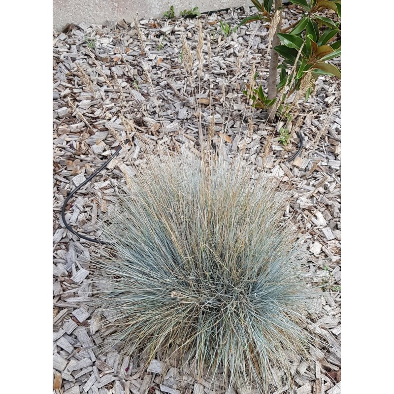 Festuca glauca 'Festina Blue' / Fétuque Bleu / Conteneur de 2 à 2.9 litres / Graminée Festuca glauca 'Festina Blue' / Fétuque Bleu / Conteneur de 2 à 2.9 litres / Graminée