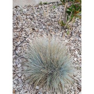 Festuca glauca 'Festina Blue' / Fétuque Bleu / Conteneur de 2 à 2.9 litres / Graminée