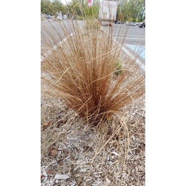 Carex buchananii / Laîche de Buchanan / Conteneur de 3 à 4 litres / Graminée