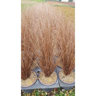 Carex buchananii 'Red Rooster' / Laîche de Buchanan / Conteneur de 3 à 4 litres / Graminée