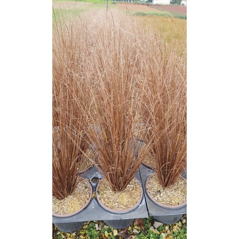 Carex buchananii 'Red Rooster' / Laîche de Buchanan / Conteneur de 3 à 4 litres / Graminée Carex buchananii 'Red Rooster' / Laîche de Buchanan / Conteneur de 3 à 4 litres / Graminée