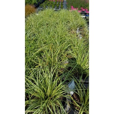 Carex oshimensis 'Evergold' / Laîche d’Oshima Evergold / Conteneur de 3 à 4 litres / Graminée