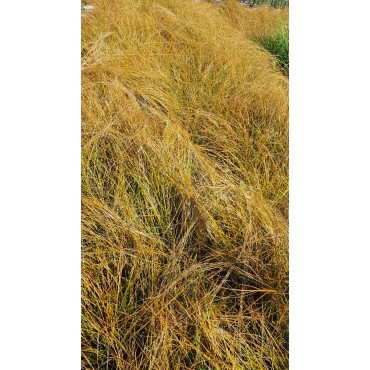 Carex testacea 'Prairie Fire' / Laîche orange / Conteneur de 3 à 4 litres / Graminée