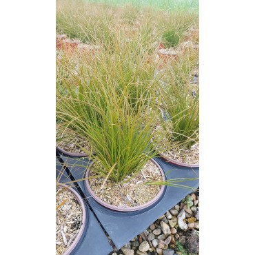 Carex testacea / Laîche orange / Conteneur de 3 à 4 litres / Graminée