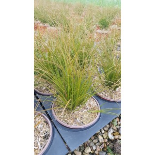 Carex testacea / Laîche orange / Conteneur de 3 à 4 litres / Graminée