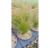 Carex testacea / Laîche orange / Conteneur de 3 à 4 litres / Graminée