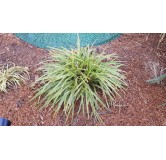 Carex morrowii 'Ice Dance' / Laîche du Japon / Conteneur de 2 à 2.9 litres / Graminée