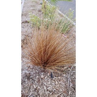 Carex flagellifera 'Bronzita' / Laîche à flagelles / Conteneur de 2 à 2.9 litres / Graminée