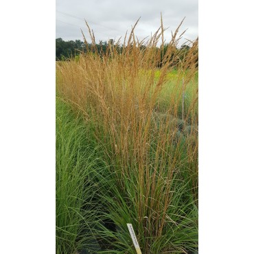 Calamagrostis x acutiflora 'Karl Foerster' / Calamagrostide / Conteneur de 3 à 4 litres / Graminée