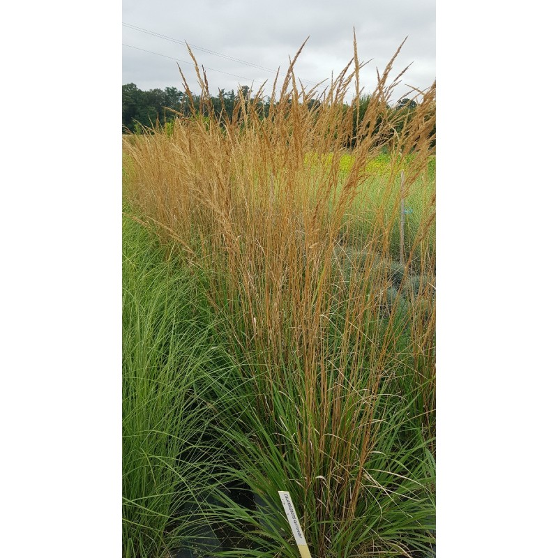 Calamagrostis x acutiflora 'Karl Foerster' / Calamagrostide / Conteneur de 3 à 4 litres / Graminée Calamagrostis x acutiflora 'Karl Foerster' / Calamagrostide / Conteneur de 3 à 4 litres / Graminée