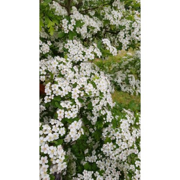 Crataegus monogyna / Aubépine blanche / Conteneur de 3 à 4 litres / Fruitier
