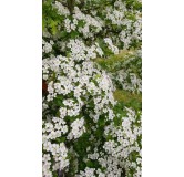 Crataegus monogyna / Aubépine blanche / Conteneur de 3 à 4 litres / Fruitier
