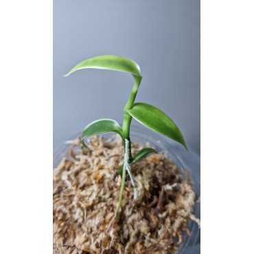 Vanilla Pompona Grandiflora - Cultiver, Entretenir et Récolter des Gousses de Vanille chez Soi