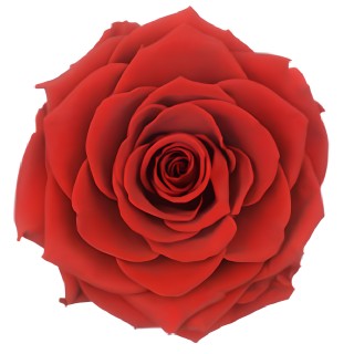Rose éternelle premium – Fleur stabilisée – Plusieurs couleurs
