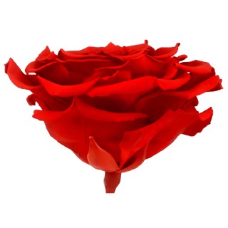 Rose éternelle premium – Fleur stabilisée – Plusieurs couleurs