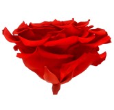 Rose éternelle premium – Fleur stabilisée – Plusieurs couleurs