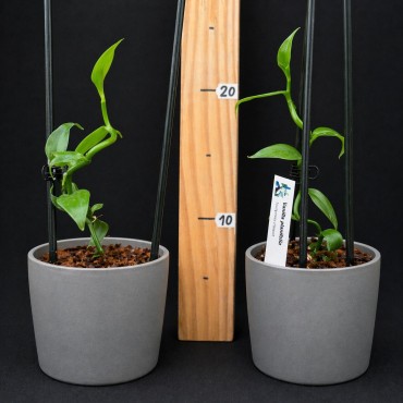 Vanilla Planifolia - Cultiver, Entretenir et Récolter des Gousses de Vanille chez Soi