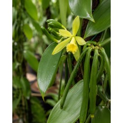 Vanilla Planifolia - Cultiver, Entretenir et Récolter des Gousses de Vanille chez Soi