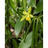 Vanilla Planifolia - Cultiver, Entretenir et Récolter des Gousses de Vanille chez Soi