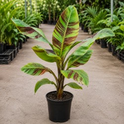 Musa sikkimensis 'Red Tiger'
