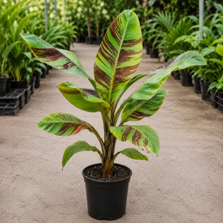 Musa sikkimensis 'Red Tiger'