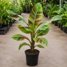 Musa sikkimensis 'Red Tiger'