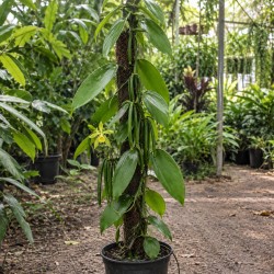 Vanilla Planifolia - Cultiver, Entretenir et Récolter des Gousses de Vanille chez Soi