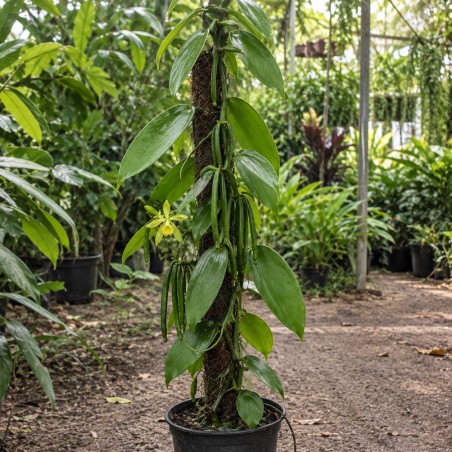 Vanilla Planifolia - Cultiver, Entretenir et Récolter des Gousses de Vanille chez Soi