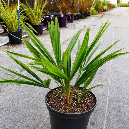 Trachycarpus fortunei