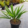 Trachycarpus fortunei