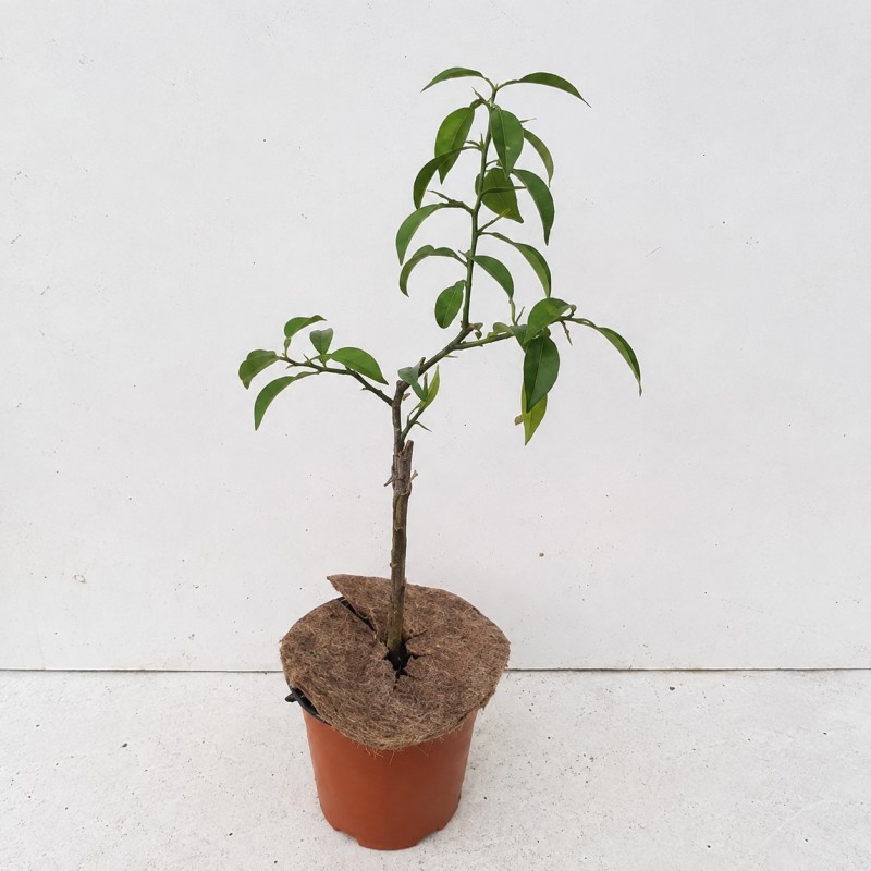 Citrus x junos sur Poncirus trifoliata / Citronnier Yuzu